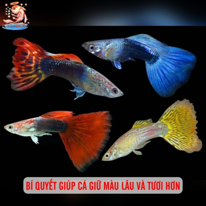 Cá Cảnh Có Thể Thay Đổi Màu Theo Tâm Trạng Và Cách Giữ Màu Đẹp 9 Bí quyết giúp cá giữ màu lâu và tươi hơn