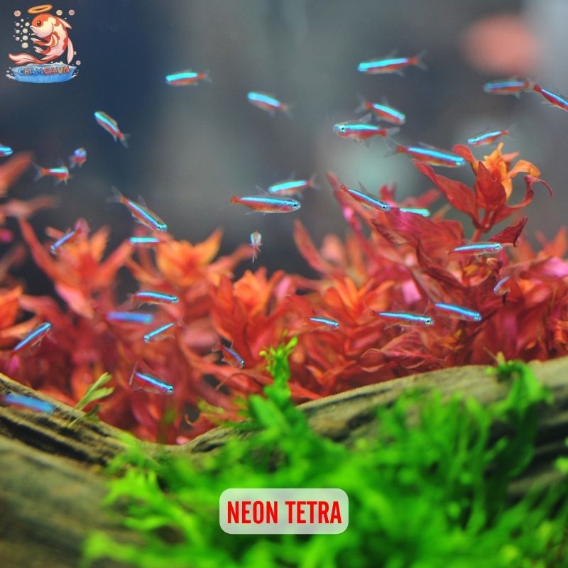 Cá Cảnh Có Thể Thay Đổi Màu Theo Tâm Trạng Và Cách Giữ Màu Đẹp 10 Neon tetra