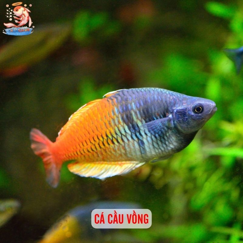 Cá Cảnh Có Thể Thay Đổi Màu Theo Tâm Trạng Và Cách Giữ Màu Đẹp 11 Cá cầu vồng