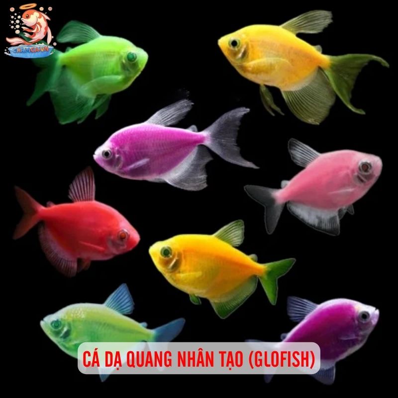 Cá Cảnh Có Thể Thay Đổi Màu Theo Tâm Trạng Và Cách Giữ Màu Đẹp 12 Cá dạ quang nhân tạo (Glofish)