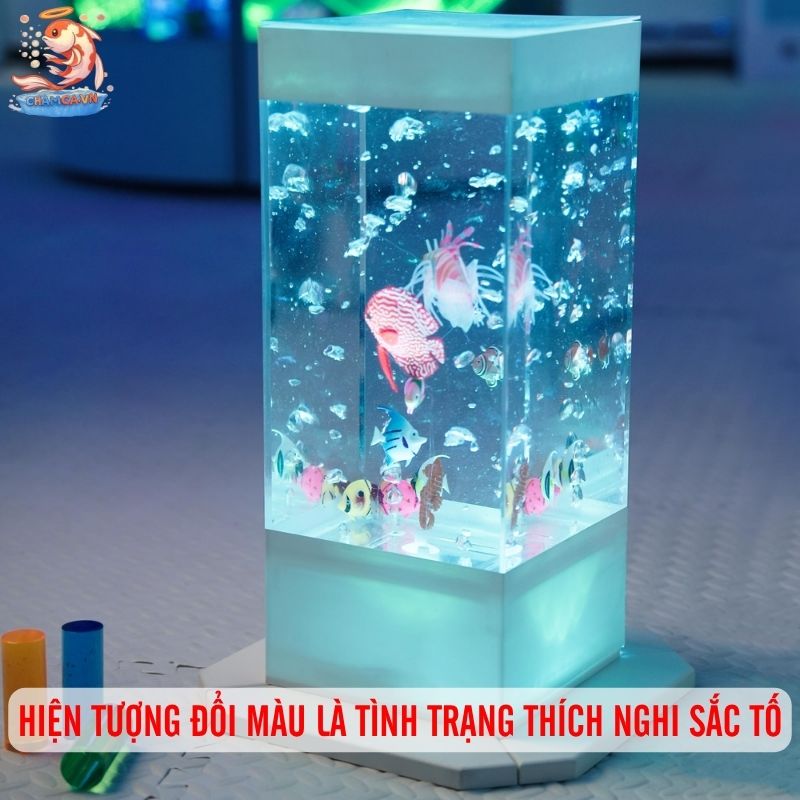 Cá Cảnh Có Thể Thay Đổi Màu Theo Tâm Trạng Và Cách Giữ Màu Đẹp 1 Hiện tượng đổi màu là tình trạng thích nghi sắc tố