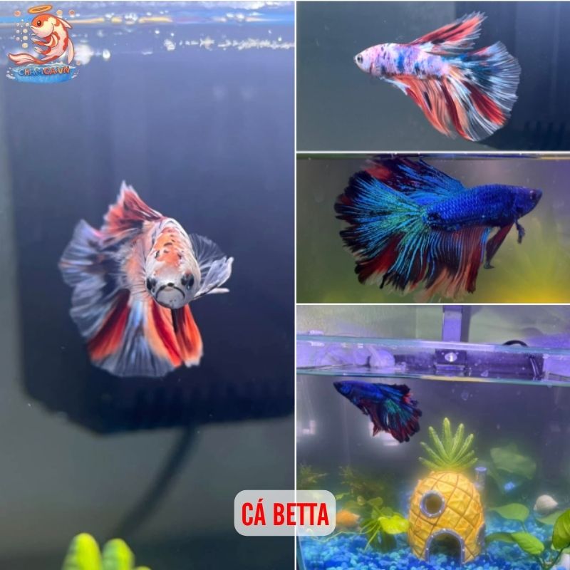 Cá Cảnh Có Thể Thay Đổi Màu Theo Tâm Trạng Và Cách Giữ Màu Đẹp 2 Cá betta
