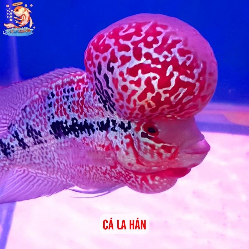 Cá Cảnh Có Thể Thay Đổi Màu Theo Tâm Trạng Và Cách Giữ Màu Đẹp 3 Cá La Hán