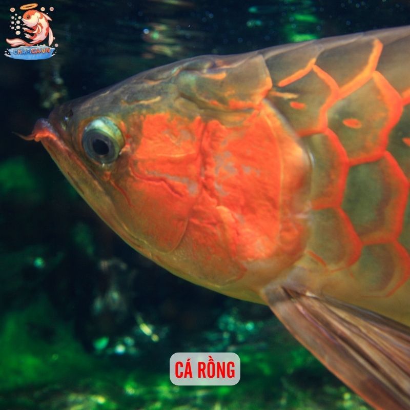 Cá Cảnh Có Thể Thay Đổi Màu Theo Tâm Trạng Và Cách Giữ Màu Đẹp 4 Cá rồng