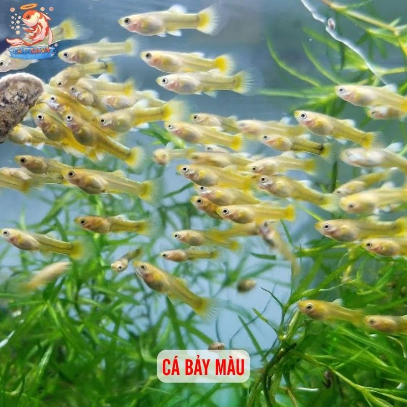 Cá Cảnh Có Thể Thay Đổi Màu Theo Tâm Trạng Và Cách Giữ Màu Đẹp 5 Cá bảy màu