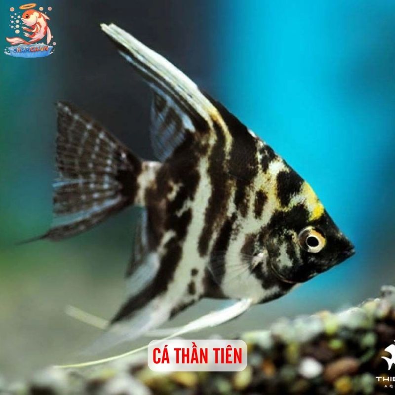 Cá Cảnh Có Thể Thay Đổi Màu Theo Tâm Trạng Và Cách Giữ Màu Đẹp 6 Cá thần tiên (Angelfish)