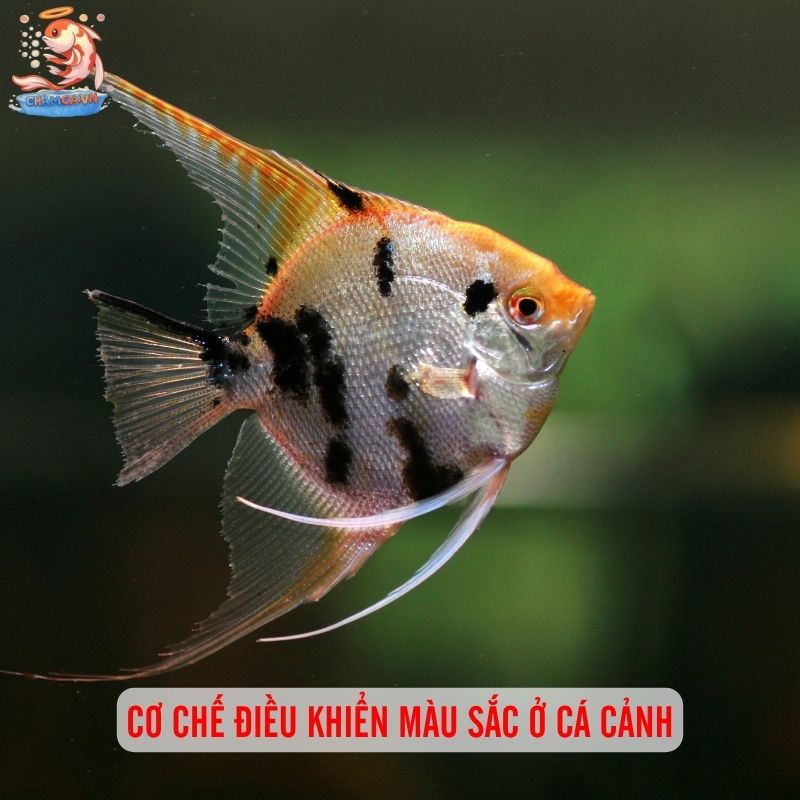 Cá Cảnh Có Thể Thay Đổi Màu Theo Tâm Trạng Và Cách Giữ Màu Đẹp 7 Cơ chế điều khiển màu sắc ở cá cảnh