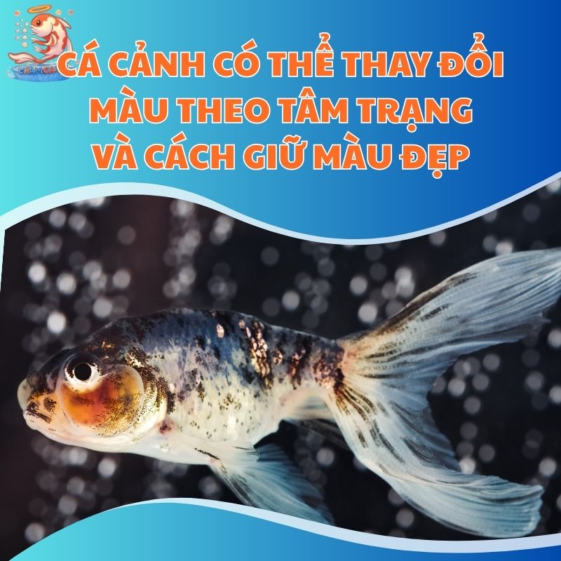 Cá Cảnh Có Thể Thay Đổi Màu Theo Tâm Trạng Và Cách Giữ Màu Đẹp