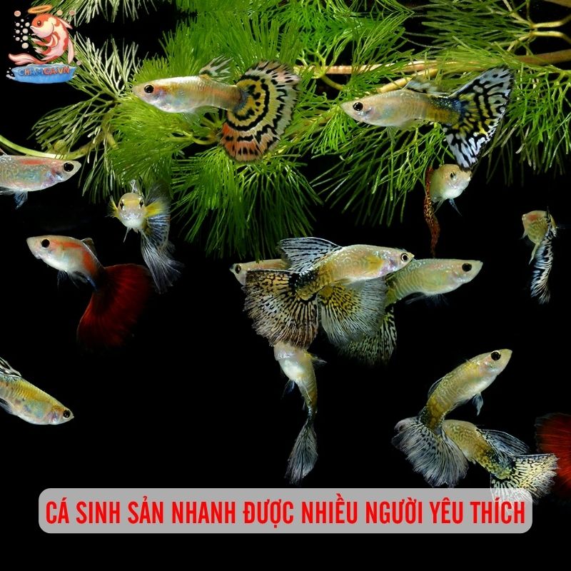 Cá Cảnh Đẻ Nhiều Dễ Nuôi Trong Hồ Nhỏ Và Cách Chăm Hiệu Quả 1 Cá sinh sản nhanh được nhiều người yêu thích