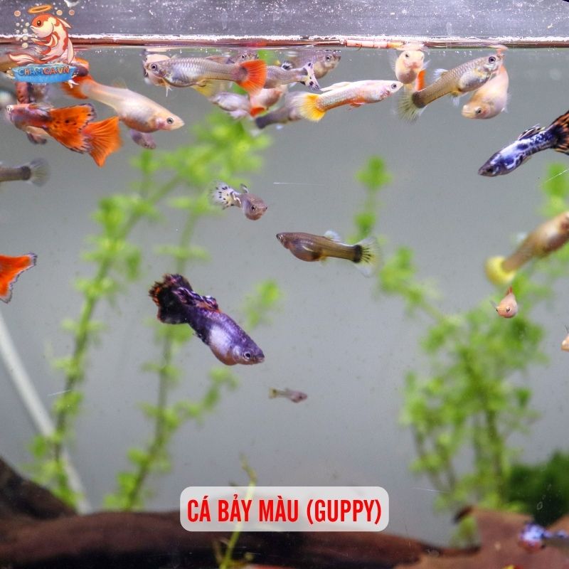 Cá Cảnh Đẻ Nhiều Dễ Nuôi Trong Hồ Nhỏ Và Cách Chăm Hiệu Quả 2 Cá bảy màu (Guppy)