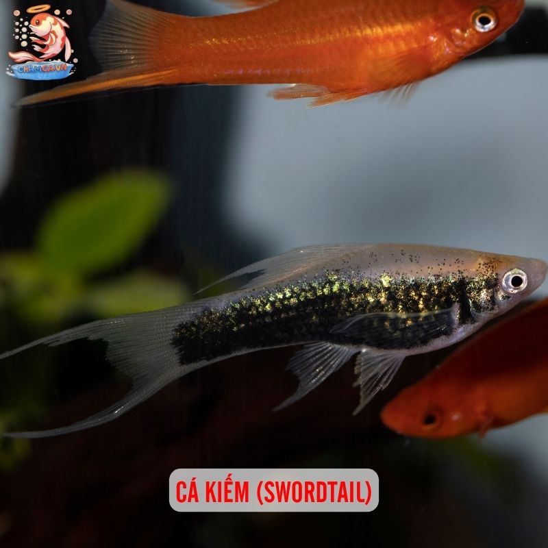 Cá Cảnh Đẻ Nhiều Dễ Nuôi Trong Hồ Nhỏ Và Cách Chăm Hiệu Quả 4 Cá kiếm (Swordtail)