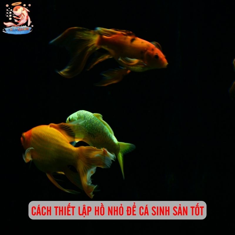Cá Cảnh Đẻ Nhiều Dễ Nuôi Trong Hồ Nhỏ Và Cách Chăm Hiệu Quả 6 Cách thiết lập hồ nhỏ để cá sinh sản tốt