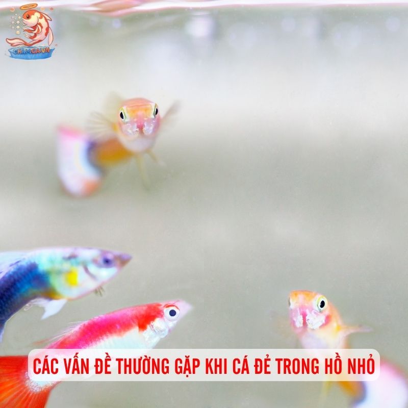 Cá Cảnh Đẻ Nhiều Dễ Nuôi Trong Hồ Nhỏ Và Cách Chăm Hiệu Quả 8 Giữ cân bằng sinh thái trong hồ mini có cá sinh sản