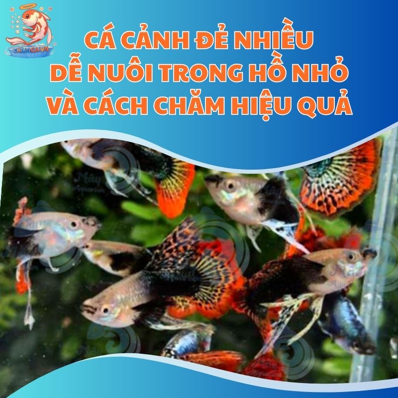 Cá Cảnh Đẻ Nhiều Dễ Nuôi Trong Hồ Nhỏ Và Cách Chăm Hiệu