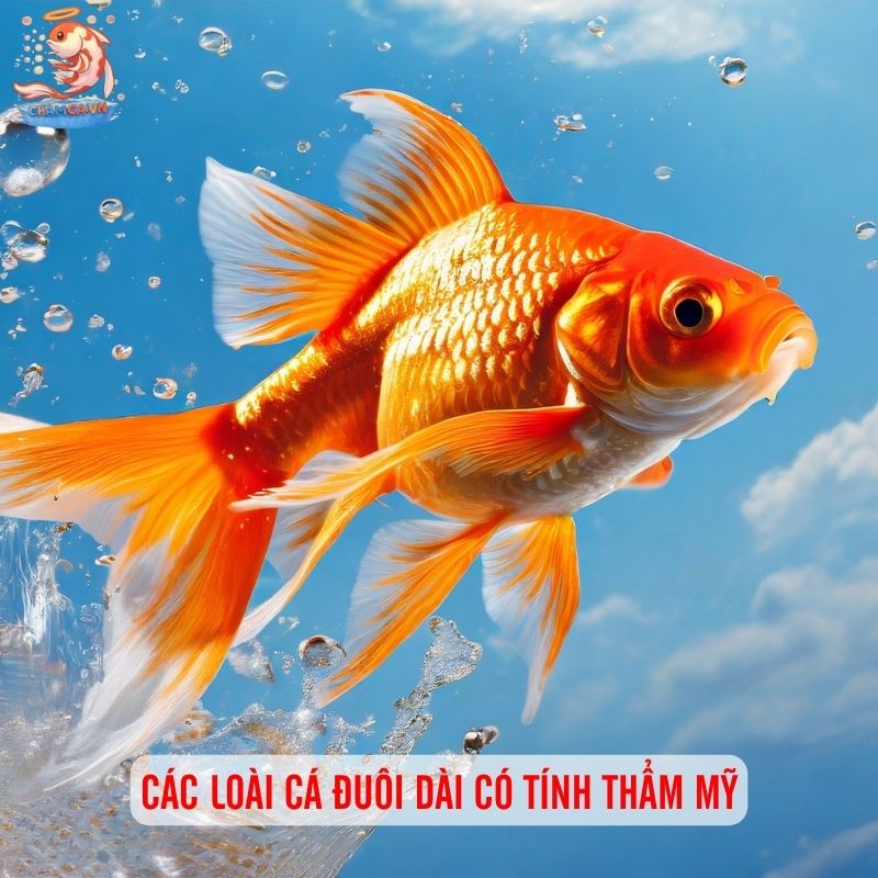 Cá Cảnh Đuôi Dài Nhất Thế Giới Và Cách Nuôi Giữ Dáng Đẹp 1 Các loài cá đuôi dài có tính thẩm mỹ