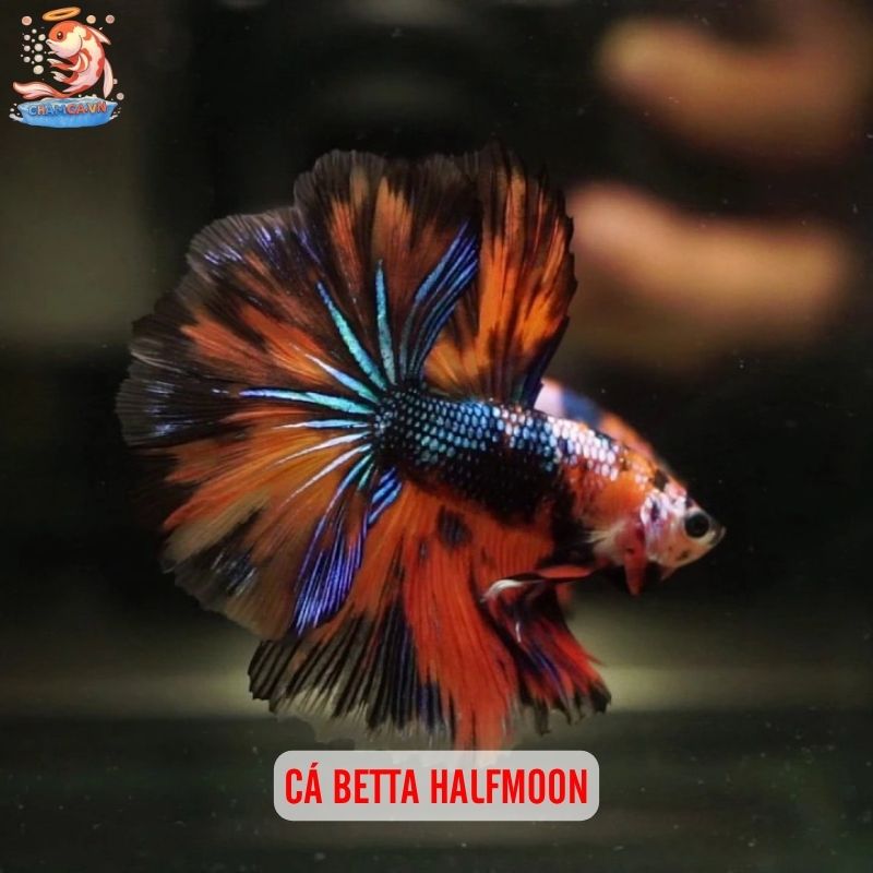 Cá Cảnh Đuôi Dài Nhất Thế Giới Và Cách Nuôi Giữ Dáng Đẹp 2 Cá Betta Halfmoon