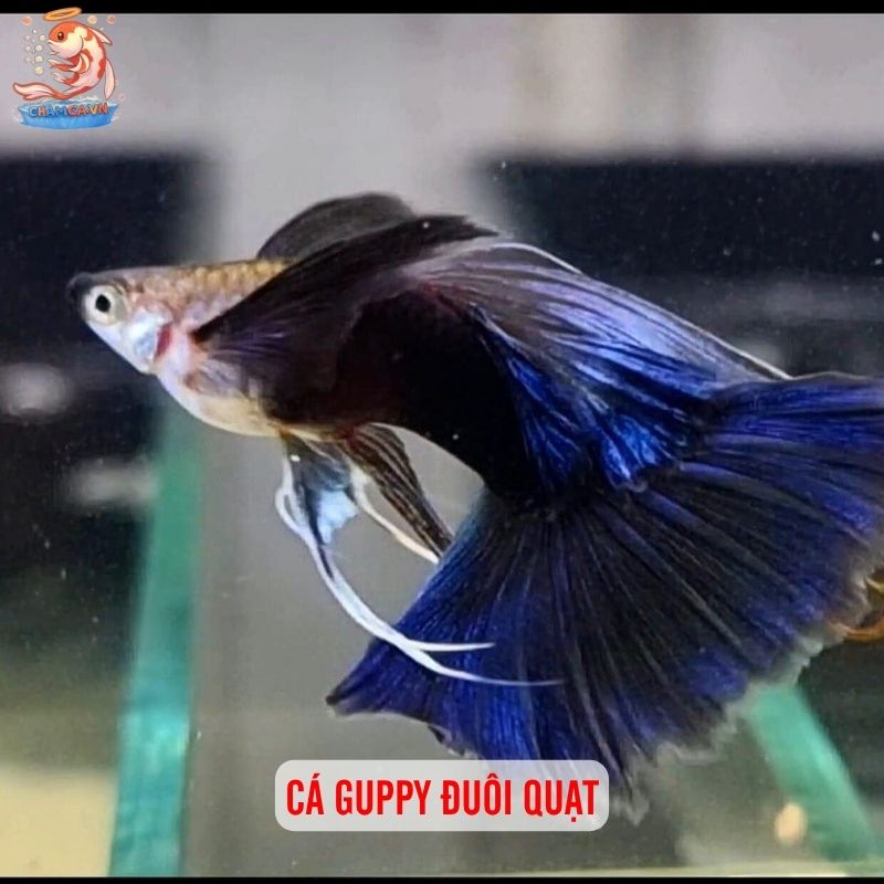 Cá Cảnh Đuôi Dài Nhất Thế Giới Và Cách Nuôi Giữ Dáng Đẹp 4 Cá Guppy đuôi quạt