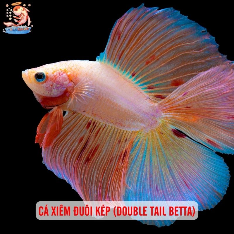 Cá Cảnh Đuôi Dài Nhất Thế Giới Và Cách Nuôi Giữ Dáng Đẹp 6 Cá xiêm đuôi kép (Double Tail Betta)
