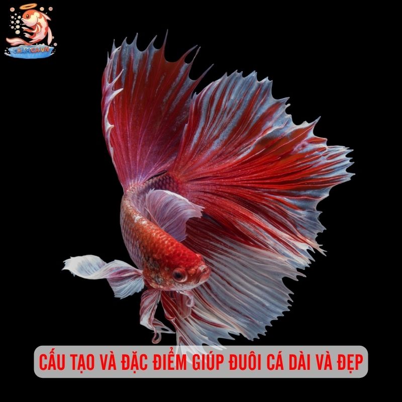 Cá Cảnh Đuôi Dài Nhất Thế Giới Và Cách Nuôi Giữ Dáng Đẹp 7 Cấu tạo và đặc điểm giúp đuôi cá dài và đẹp