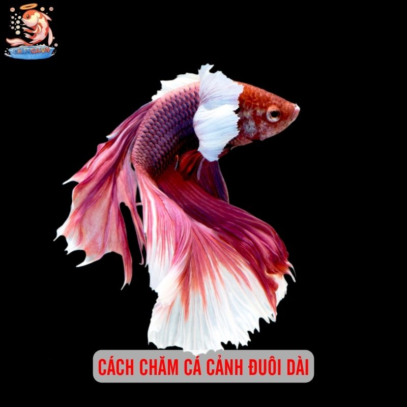 Cá Cảnh Đuôi Dài Nhất Thế Giới Và Cách Nuôi Giữ Dáng Đẹp 8 Cách chăm cá cảnh đuôi dài