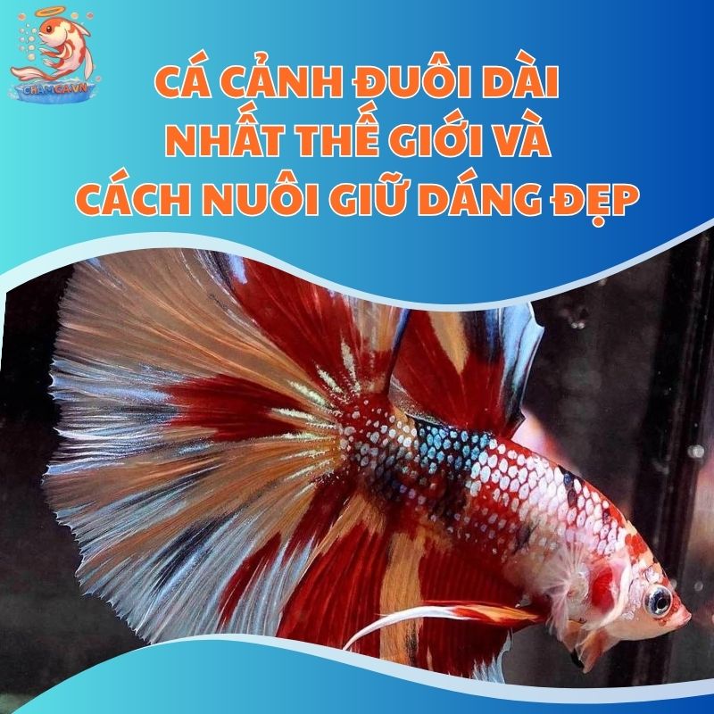 Cá Cảnh Đuôi Dài Nhất Thế Giới Và Cách Nuôi Giữ Dáng Đẹp