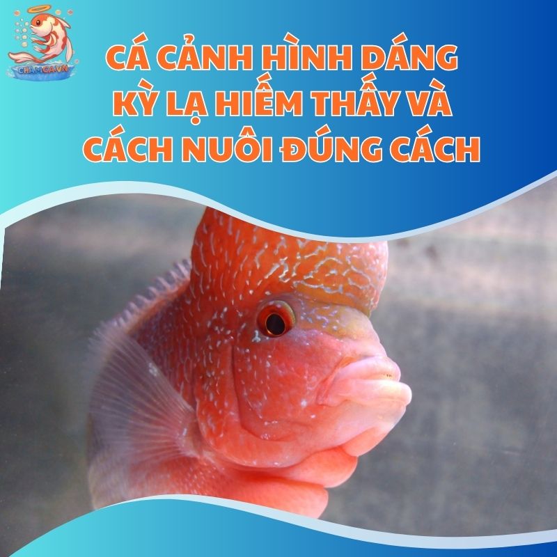 Cá Cảnh Hình Dáng Kỳ Lạ Hiếm Thấy Và Cách Nuôi Đúng Cách