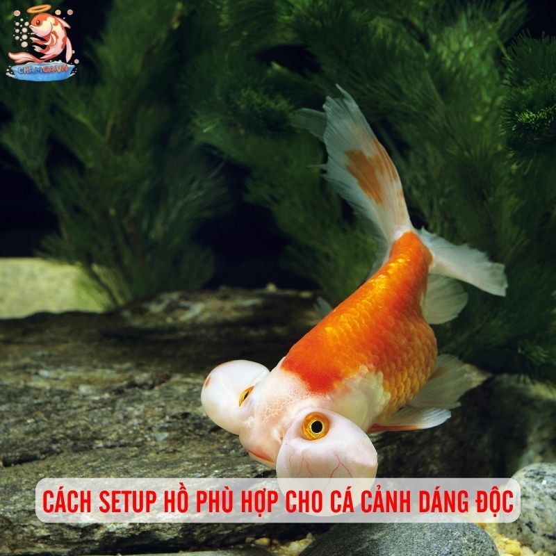 Cá Cảnh Hình Dáng Kỳ Lạ Hiếm Thấy Và Cách Nuôi Đúng Cách 9 Cách setup hồ phù hợp cho cá cảnh dáng độc