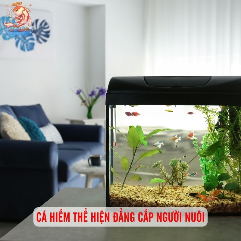 Cá Cảnh Hình Dáng Kỳ Lạ Hiếm Thấy Và Cách Nuôi Đúng Cách 1 Cá hiếm thể hiện đẳng cấp người nuôi