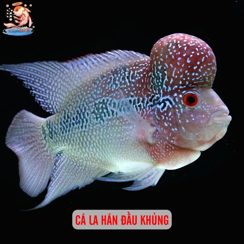 Cá Cảnh Hình Dáng Kỳ Lạ Hiếm Thấy Và Cách Nuôi Đúng Cách 2 Cá la hán đầu khủng