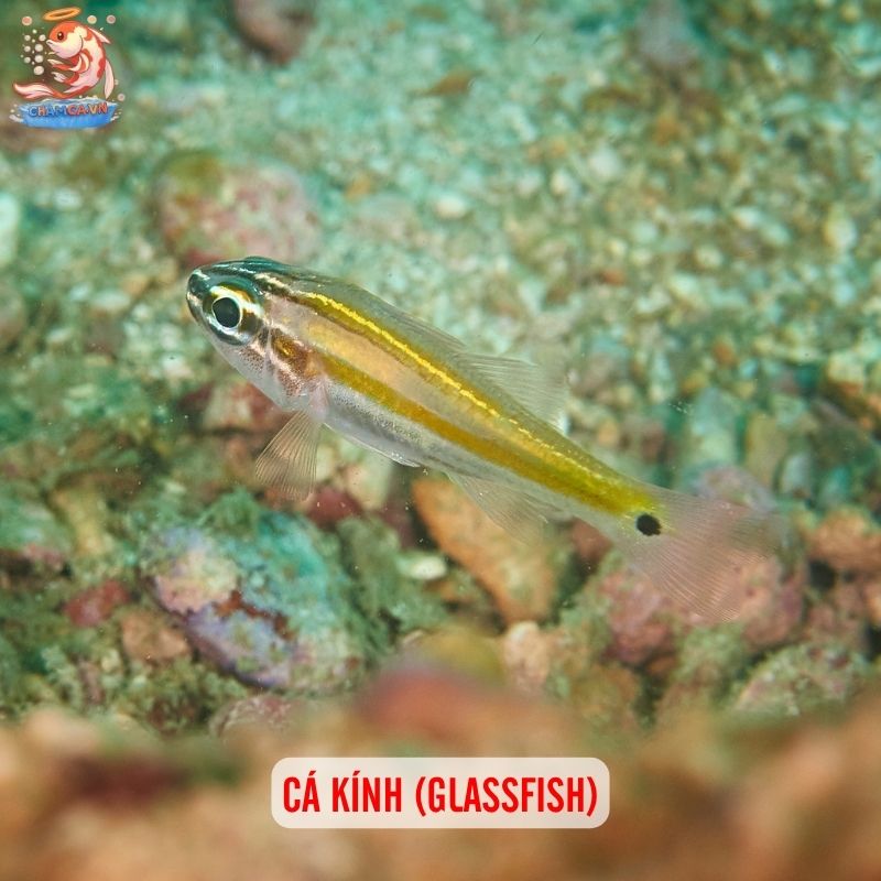 Cá Cảnh Hình Dáng Kỳ Lạ Hiếm Thấy Và Cách Nuôi Đúng Cách 3 Cá kính (Glassfish)