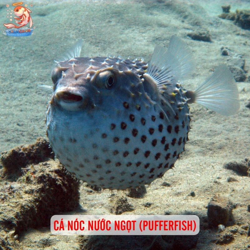 Cá Cảnh Hình Dáng Kỳ Lạ Hiếm Thấy Và Cách Nuôi Đúng Cách 4 Cá nóc nước ngọt (Pufferfish)