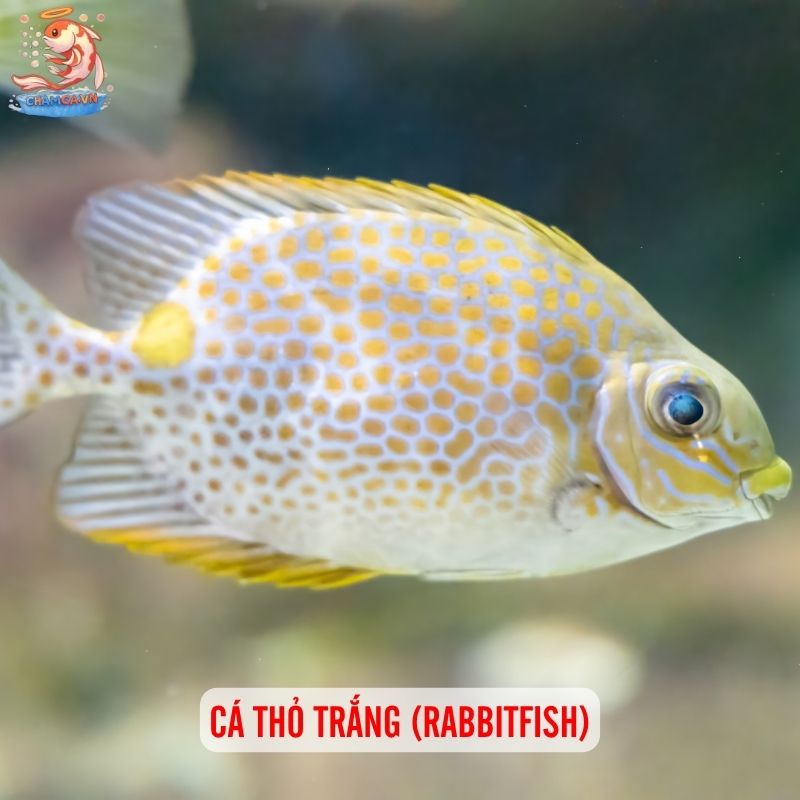 Cá Cảnh Hình Dáng Kỳ Lạ Hiếm Thấy Và Cách Nuôi Đúng Cách 5 Cá thỏ trắng (Rabbitfish)