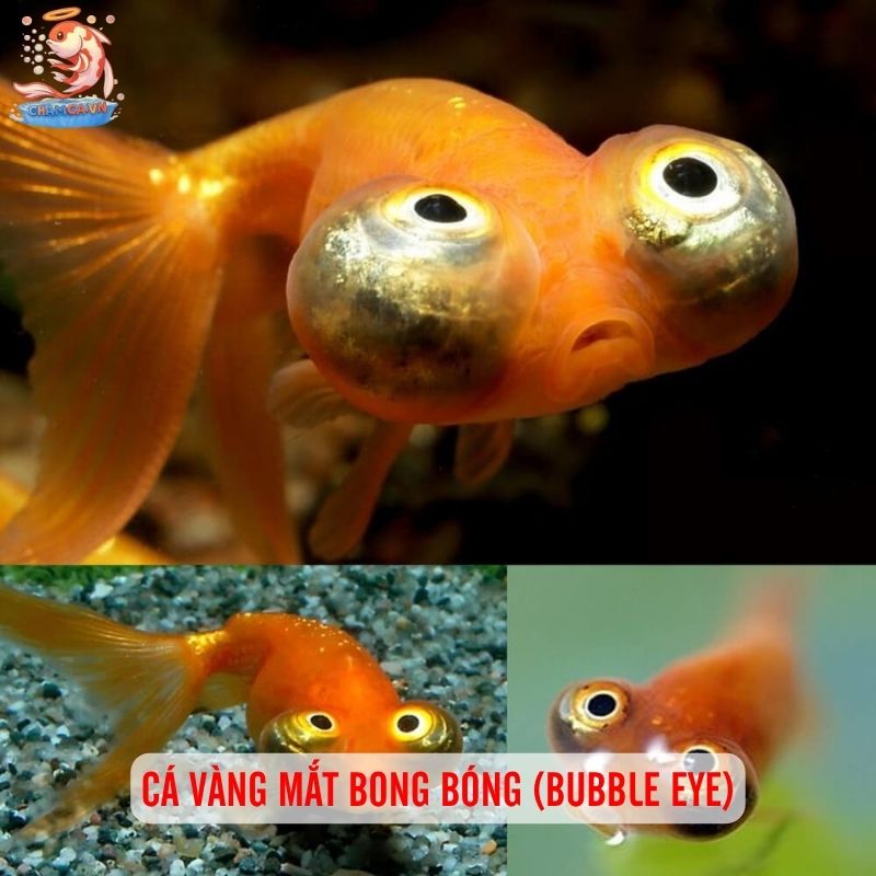 Cá Cảnh Hình Dáng Kỳ Lạ Hiếm Thấy Và Cách Nuôi Đúng Cách 6 Cá vàng mắt bong bóng (Bubble Eye)