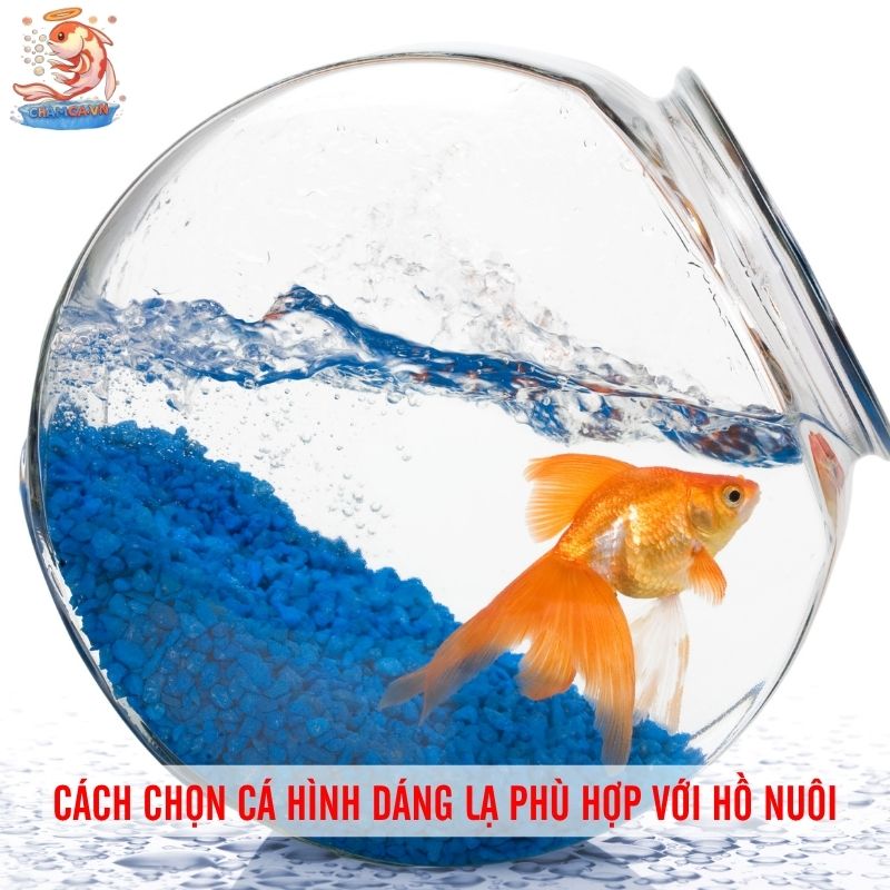 Cá Cảnh Hình Dáng Kỳ Lạ Hiếm Thấy Và Cách Nuôi Đúng Cách 7 Cách chọn cá hình dáng lạ phù hợp với hồ nuôi