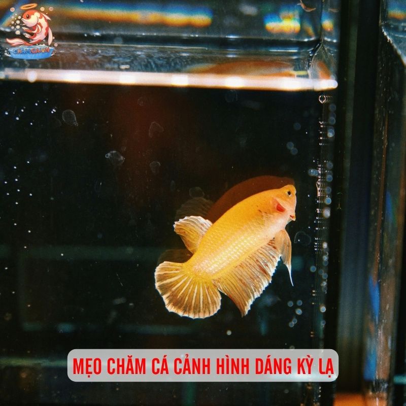 Cá Cảnh Hình Dáng Kỳ Lạ Hiếm Thấy Và Cách Nuôi Đúng Cách 8 Mẹo chăm cá cảnh hình dáng kỳ lạ để luôn giữ được vẻ đẹp