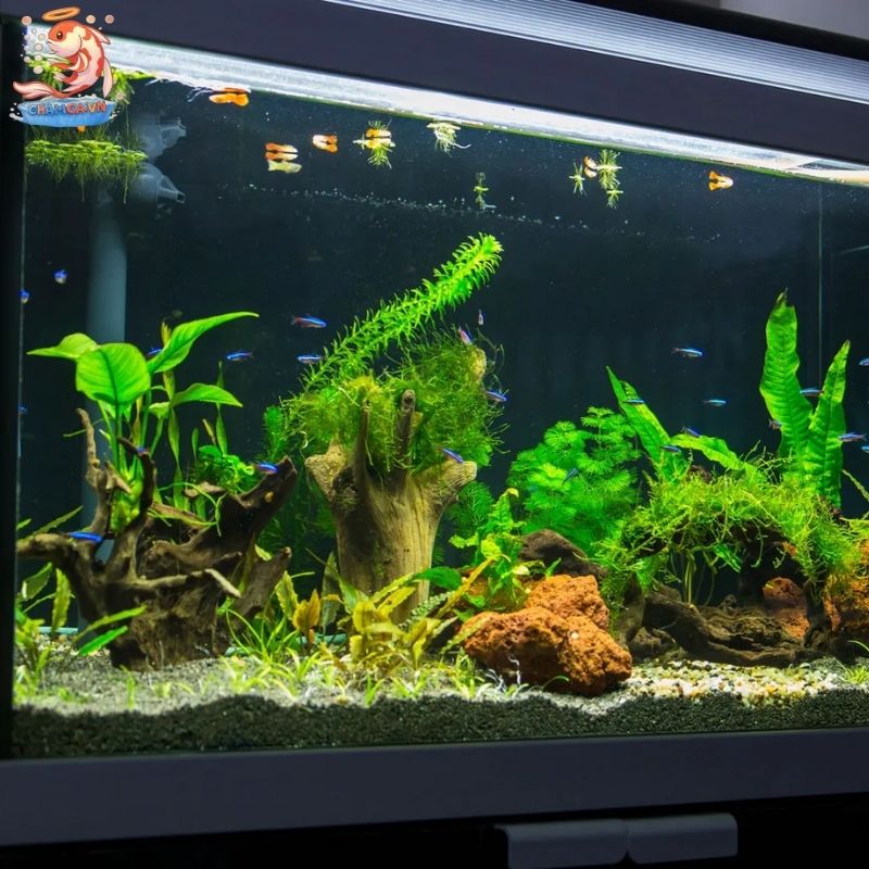 Hướng Dẫn Cách Dán Hồ Cá Không Bị Rò Nước Siêu Dễ 4 Kiểm tra, bảo dưỡng và lưu ý khi dán hồ