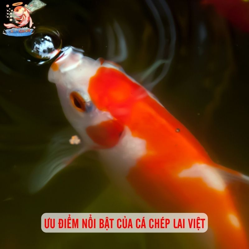 Cá Chép Lai Việt Nam Đẹp Nhất - Top Cá Cảnh Được Ưa Chuộng 1 Ưu điểm nổi bật của cá chép lai Việt