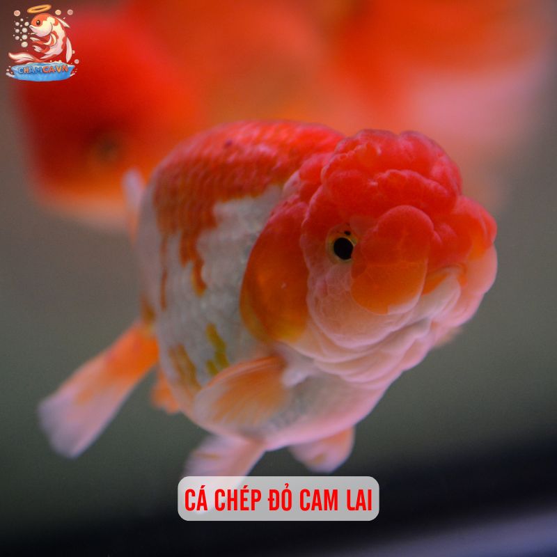 Cá Chép Lai Việt Nam Đẹp Nhất - Top Cá Cảnh Được Ưa Chuộng 5 Cá chép đỏ cam lai