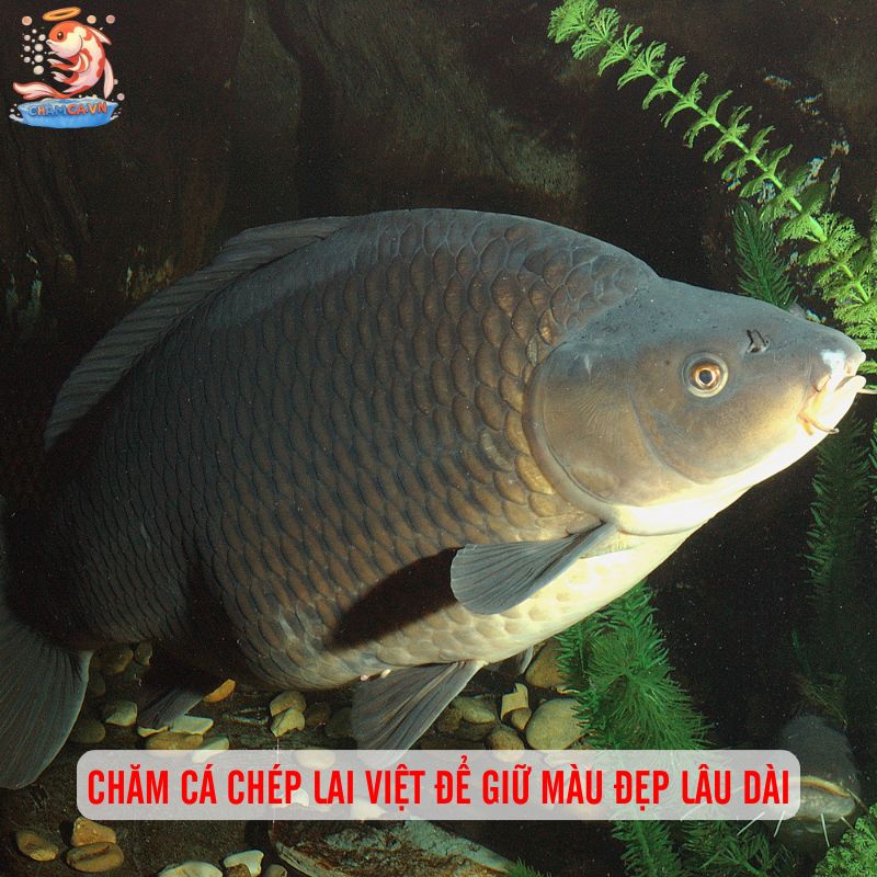Cá Chép Lai Việt Nam Đẹp Nhất - Top Cá Cảnh Được Ưa Chuộng 7 Chăm cá chép lai Việt để giữ màu đẹp lâu dài