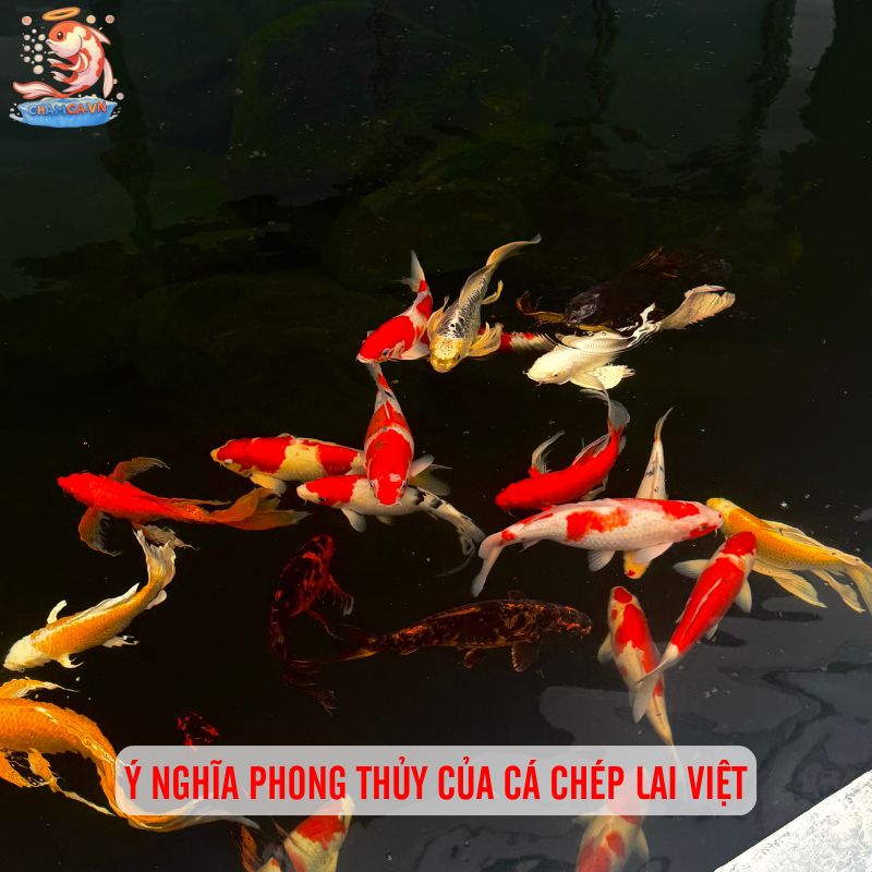 Cá Chép Lai Việt Nam Đẹp Nhất - Top Cá Cảnh Được Ưa Chuộng 8 Ý nghĩa phong thủy của cá chép lai Việt