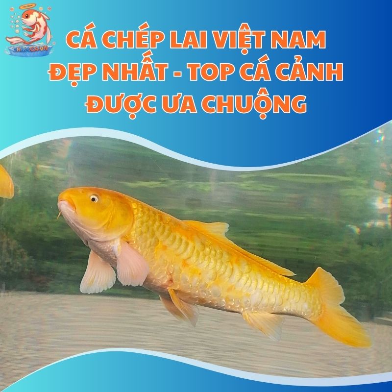 Cá Chép Lai Việt Nam Đẹp Nhất - Top Cá Cảnh Được Ưa Chuộng