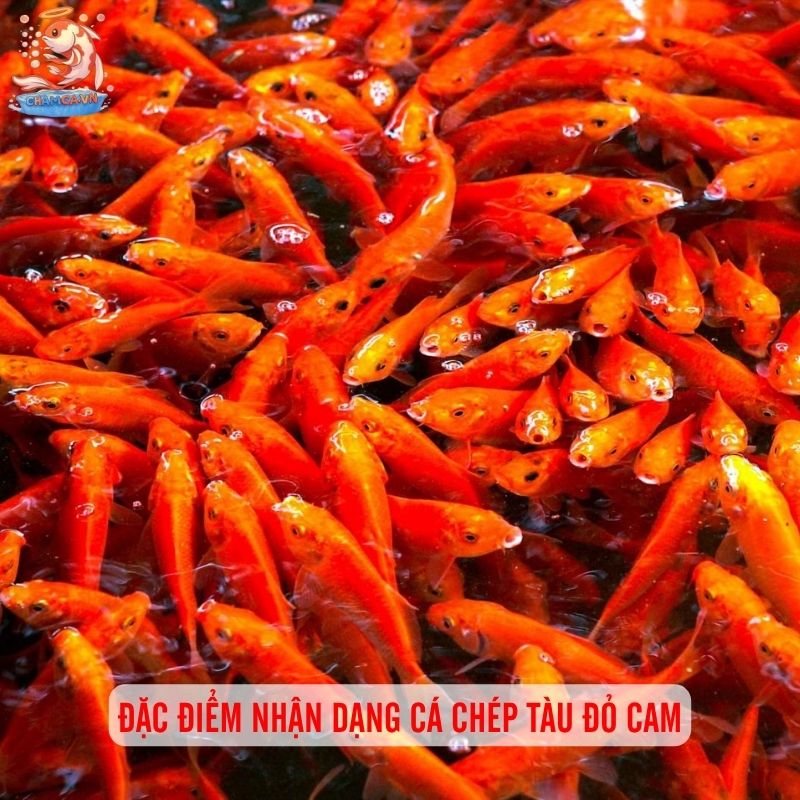 Cá Chép Tàu Đỏ Cam: Chi Tiết Đặc Trung & Kỹ Thuật Nuôi 1 Đặc điểm sinh học và hành vi của cá chép Tàu đỏ cam