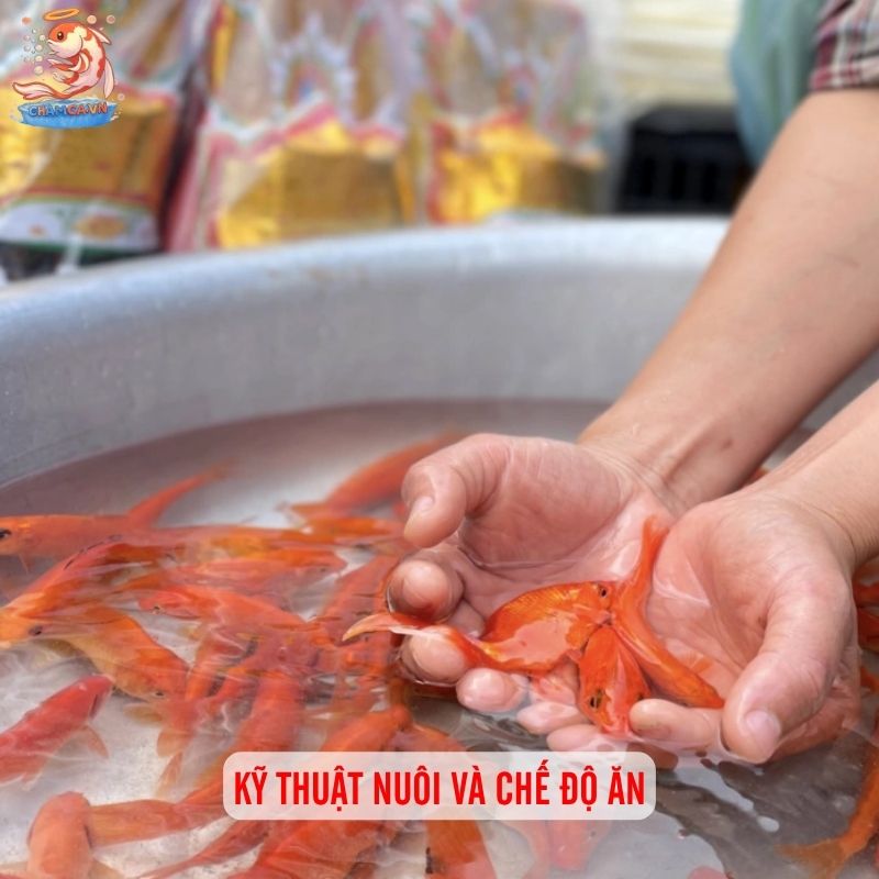 Cá Chép Tàu Đỏ Cam: Chi Tiết Đặc Trung & Kỹ Thuật Nuôi 3 Kỹ thuật nuôi và chế độ ăn