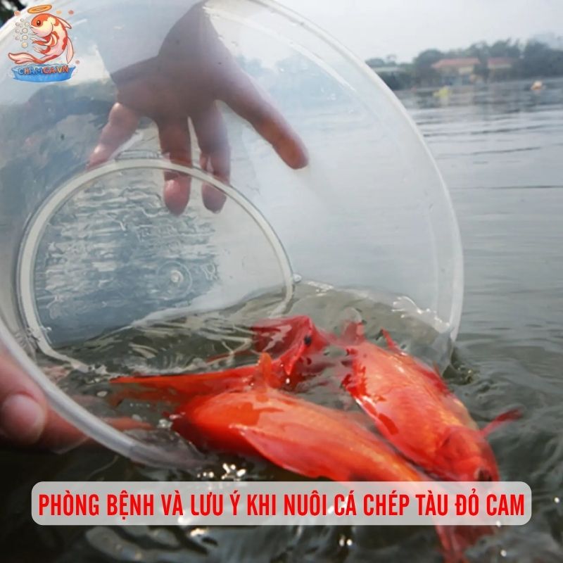 Cá Chép Tàu Đỏ Cam: Chi Tiết Đặc Trung & Kỹ Thuật Nuôi 4 Phòng bệnh và lưu ý khi nuôi cá chép Tàu đỏ cam