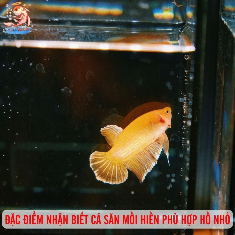 Cá Săn Mồi Ít Hung Dữ Phù Hợp Hồ Nhỏ Tại Nhà & Văn Phòng 1 Đặc điểm nhận biết cá săn mồi hiền phù hợp hồ nhỏ