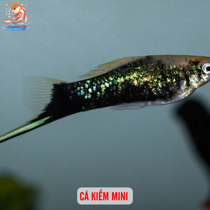 Cá Săn Mồi Ít Hung Dữ Phù Hợp Hồ Nhỏ Tại Nhà & Văn Phòng 3 Cá kiếm mini