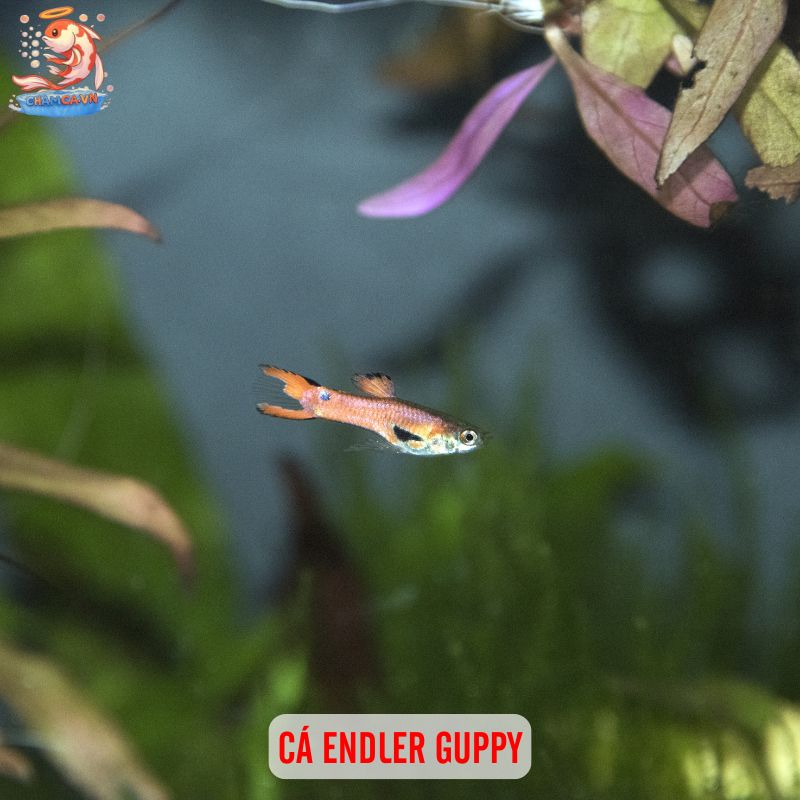 Cá Săn Mồi Ít Hung Dữ Phù Hợp Hồ Nhỏ Tại Nhà & Văn Phòng 4 Cá Endler Guppy