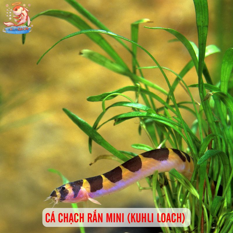 Cá Săn Mồi Ít Hung Dữ Phù Hợp Hồ Nhỏ Tại Nhà & Văn Phòng 5 Cá chạch rắn mini (Kuhli loach)