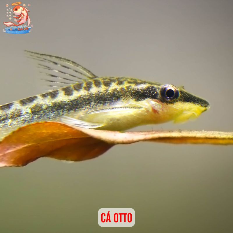 Cá Săn Mồi Ít Hung Dữ Phù Hợp Hồ Nhỏ Tại Nhà & Văn Phòng 6 Cá Otto