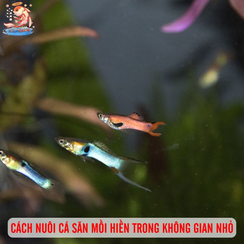 Cá Săn Mồi Ít Hung Dữ Phù Hợp Hồ Nhỏ Tại Nhà & Văn Phòng 7 Cách nuôi cá săn mồi hiền